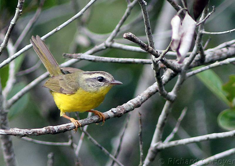 …and one never tires of the duetting Golden-crowned Warblers from every type of forest…